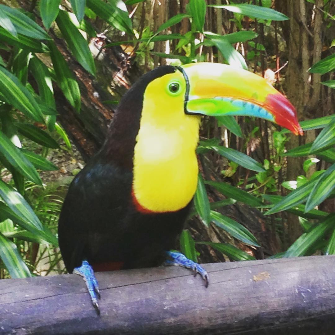 Toucan at the visitors center in Cartagena 