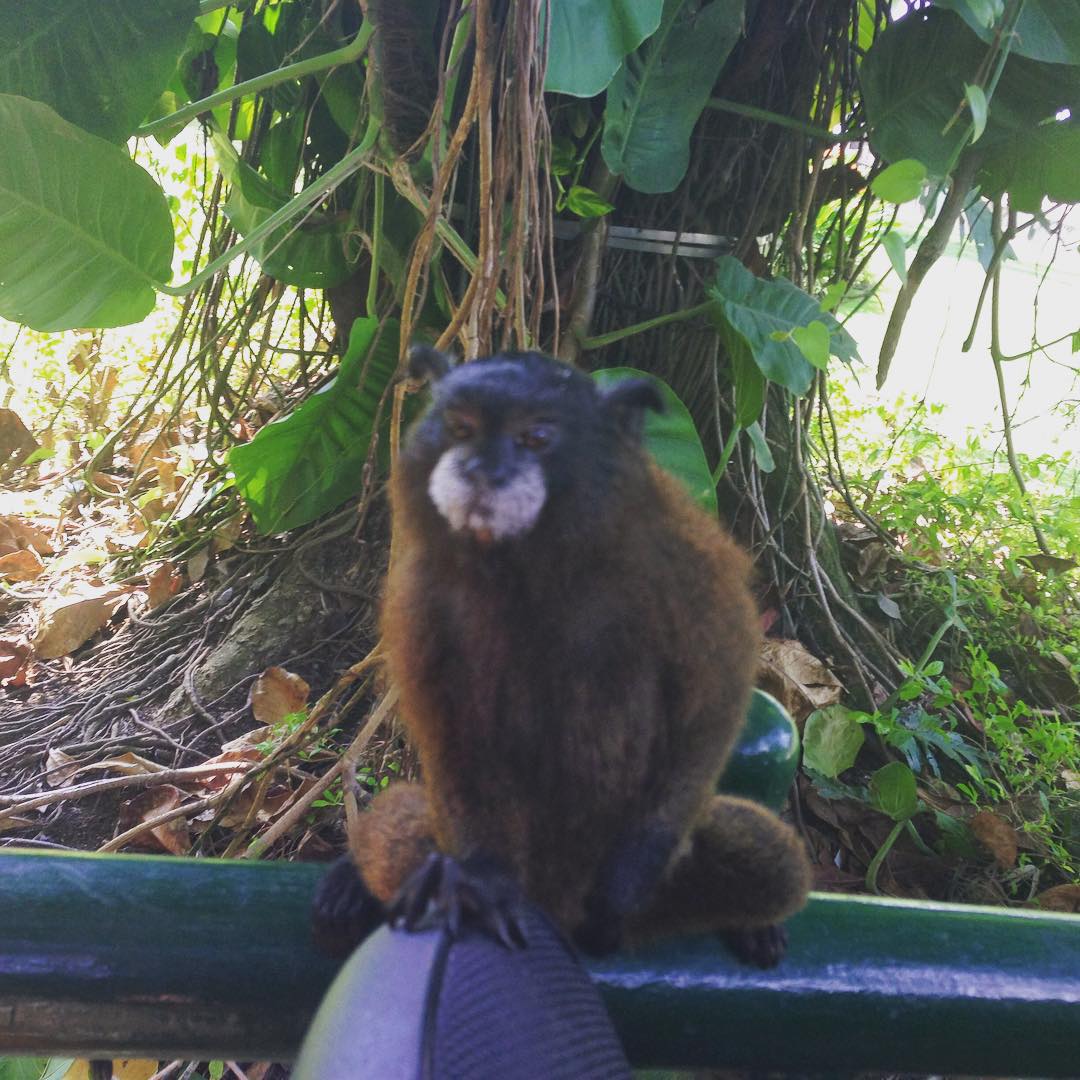 Monkey at the visitors center in Cartagena 