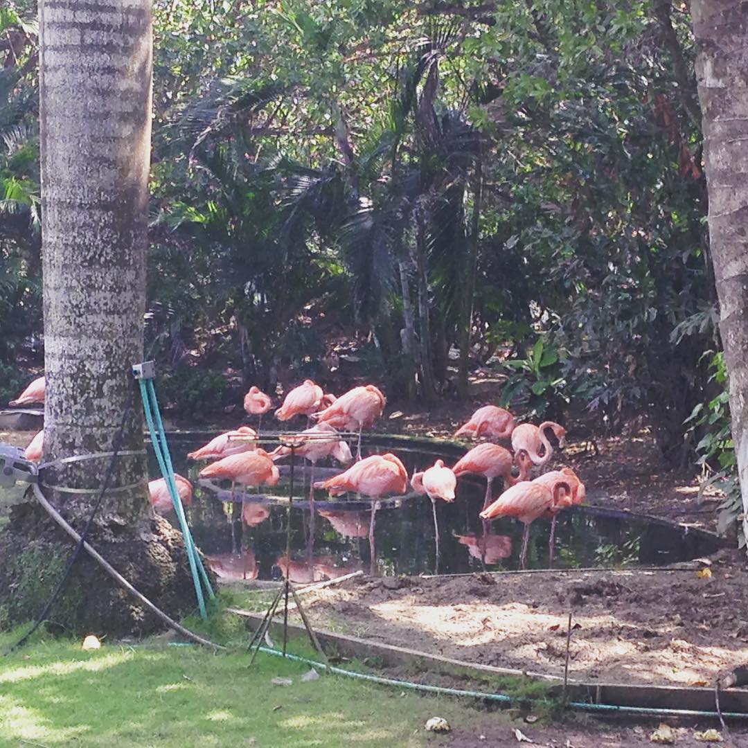 Flamingos at the visitors center in Cartagena 