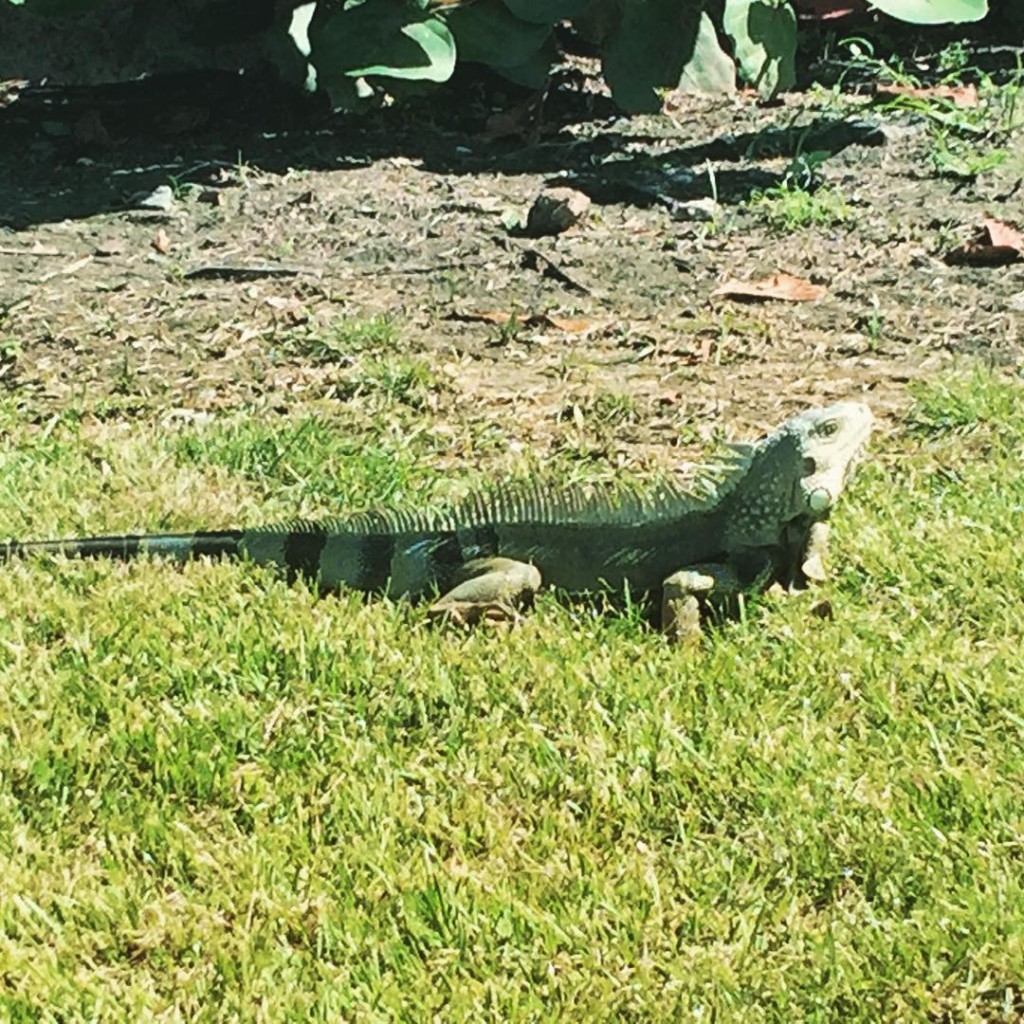 In addition to the feral cats around El Morro in San Juan, I caught this big guy soaking up some sun! 