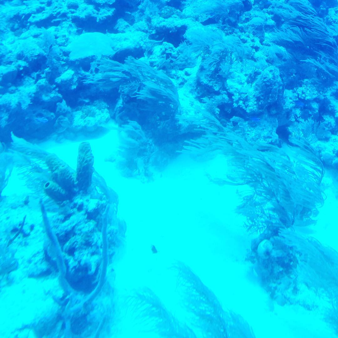 Views from underwater onboard the Atlantis Submarine in Grand Cayman