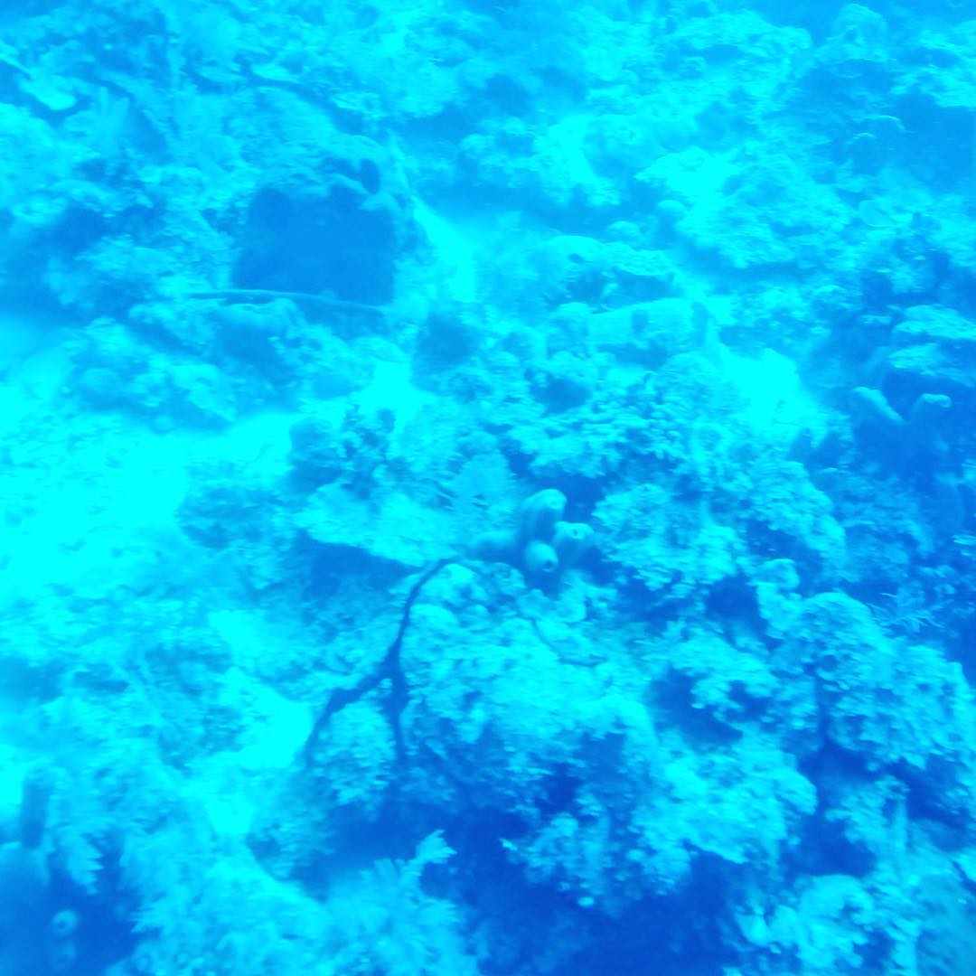 Views from underwater onboard the Atlantis Submarine in Grand Cayman