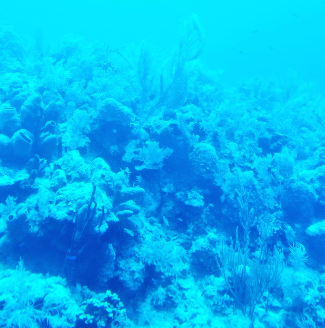 Views from underwater onboard the Atlantis Submarine in Grand Cayman