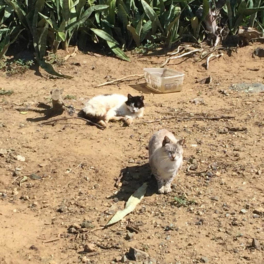 If you ever wondered why the walk along the path that surrounds El Morro in San Juan, PR smells like a giant litter box, the population of feral cats is to blame. 