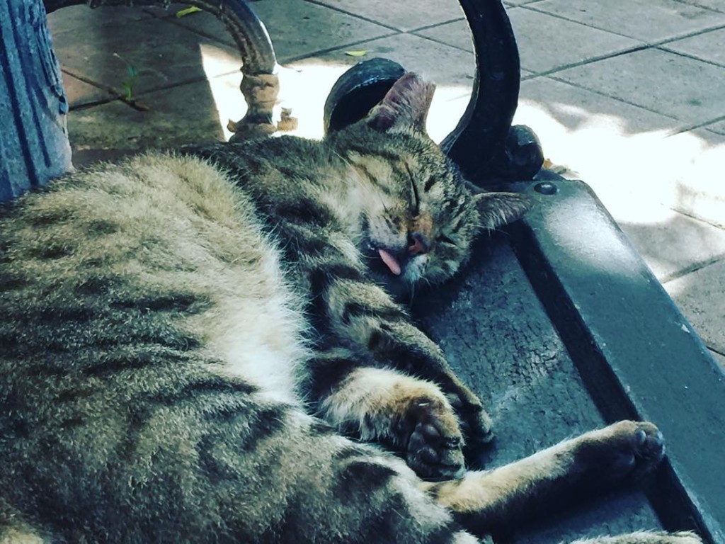 One of the feral cats that lives at El Morro in San Juan, PR takes a nap on one of the benches