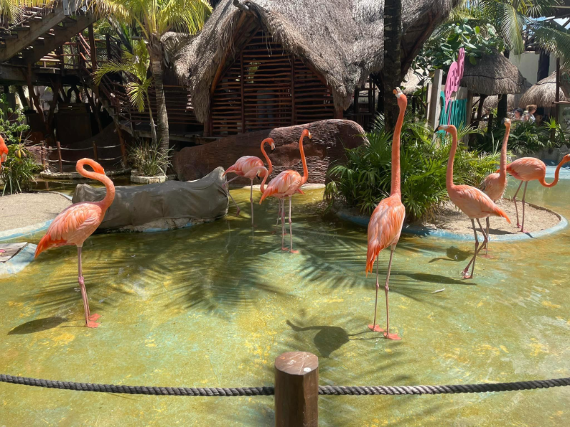 Flamingos in Costa Maya