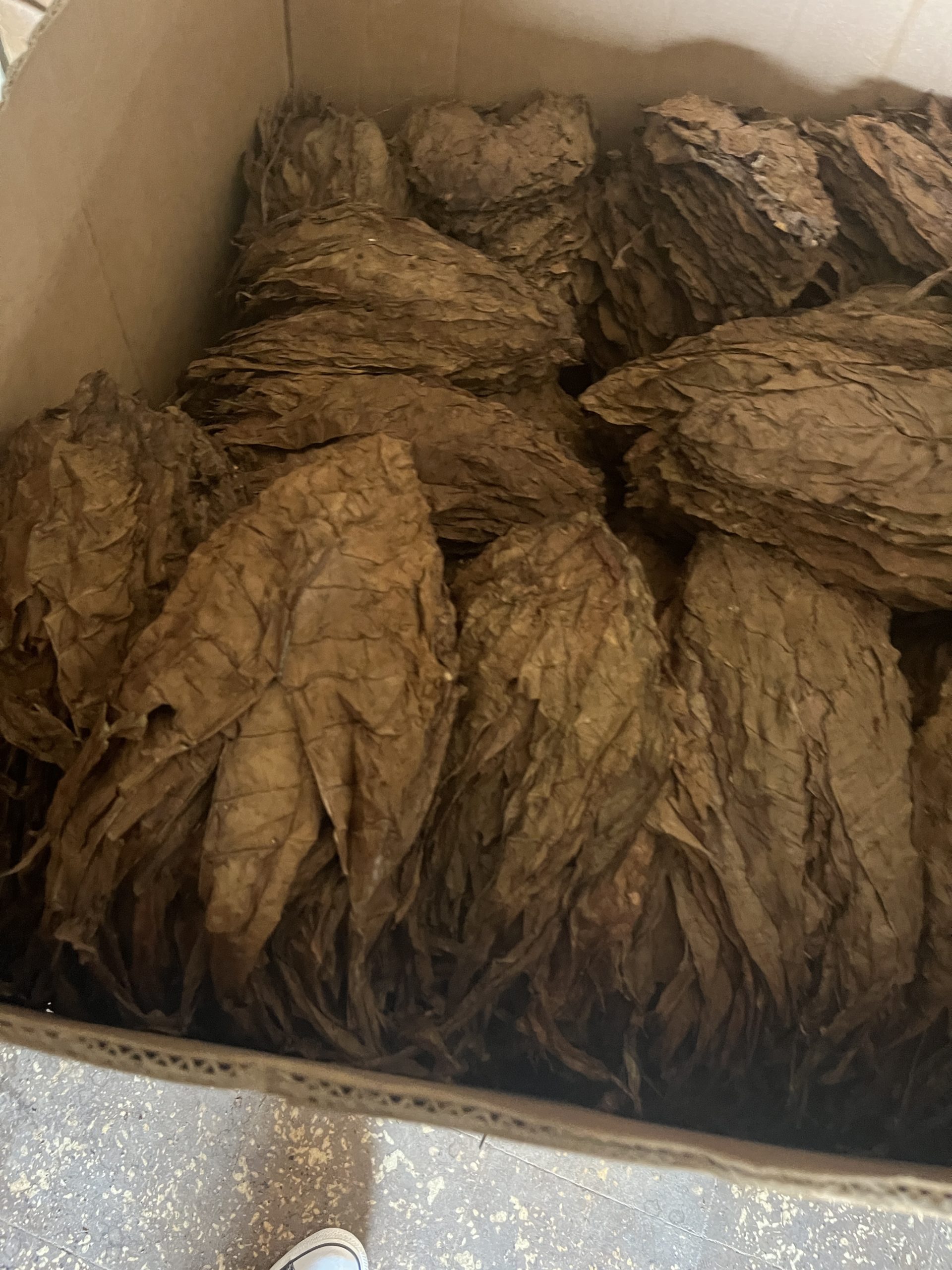 Tobacco waiting to be hand rolled 