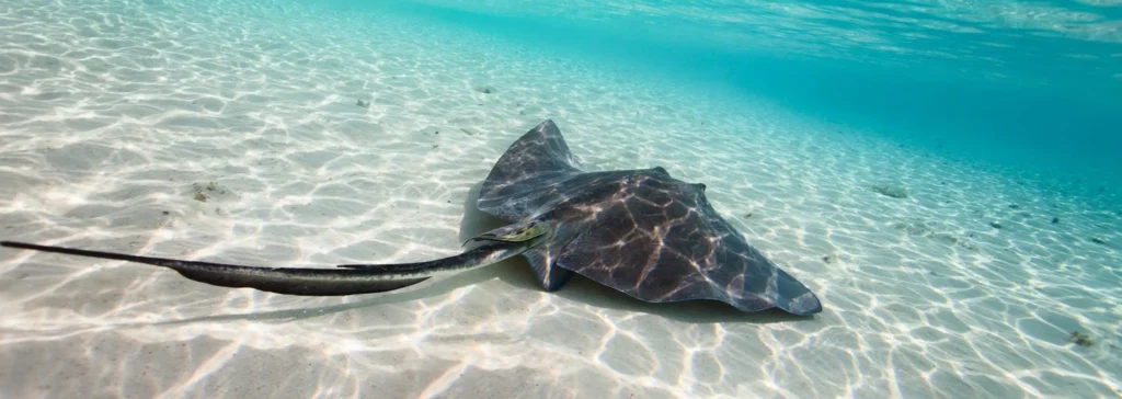 Stingrays on Half Moon Cay