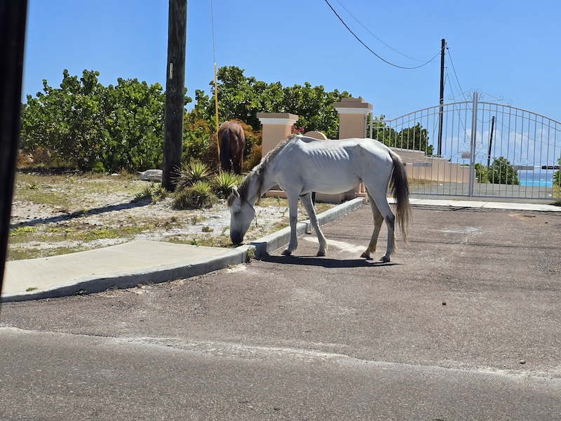 A donkey in Grand Turk