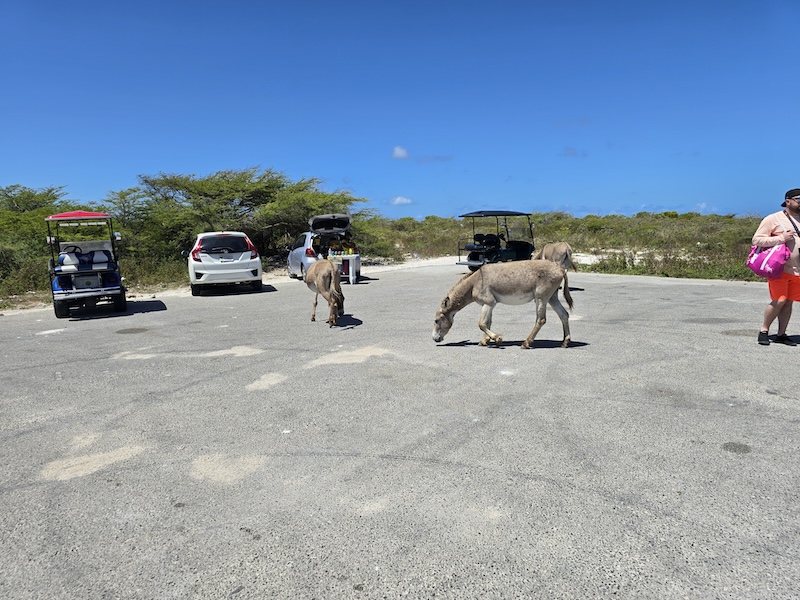 Donkeys in Grand Turk