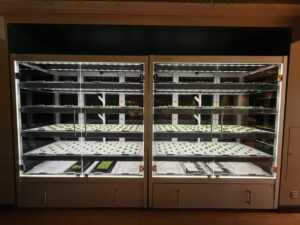 A hydroponic wall of greens in Eataly on MSC World America