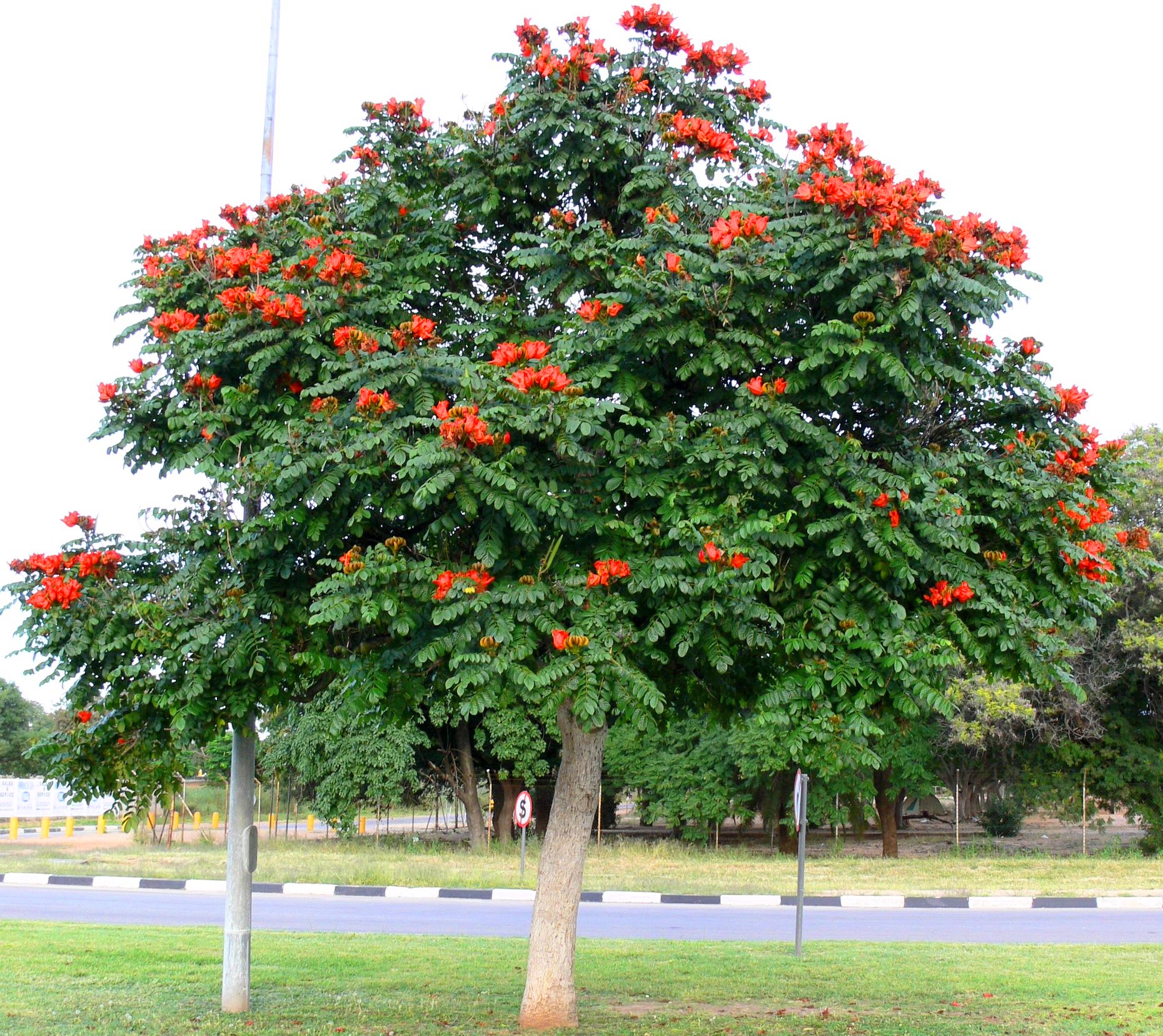 African Tulip