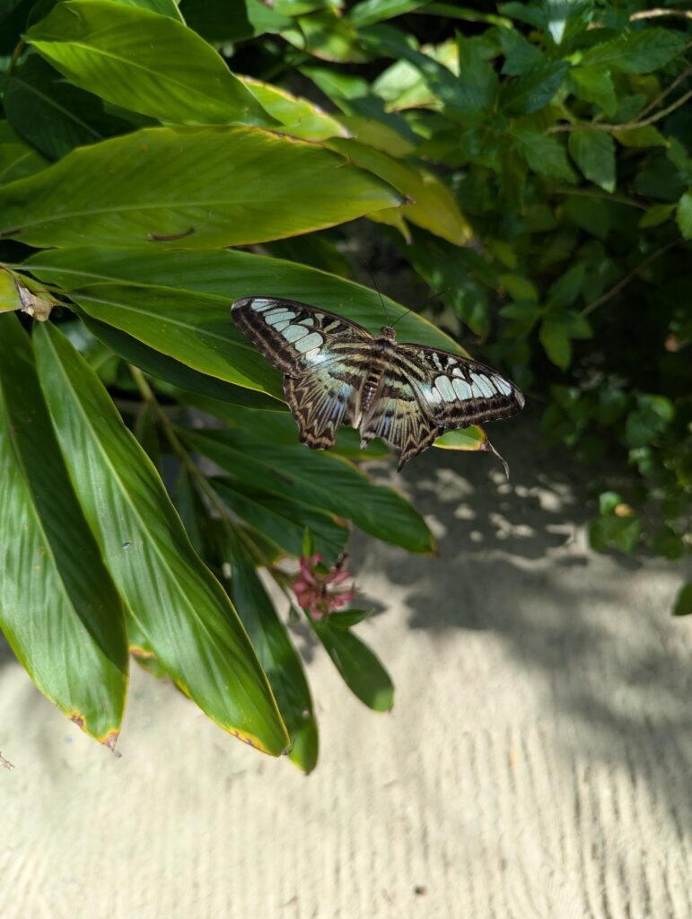 Butterfly Farm in Aruba