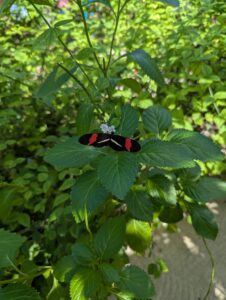 Butterfly Farm in Aruba
