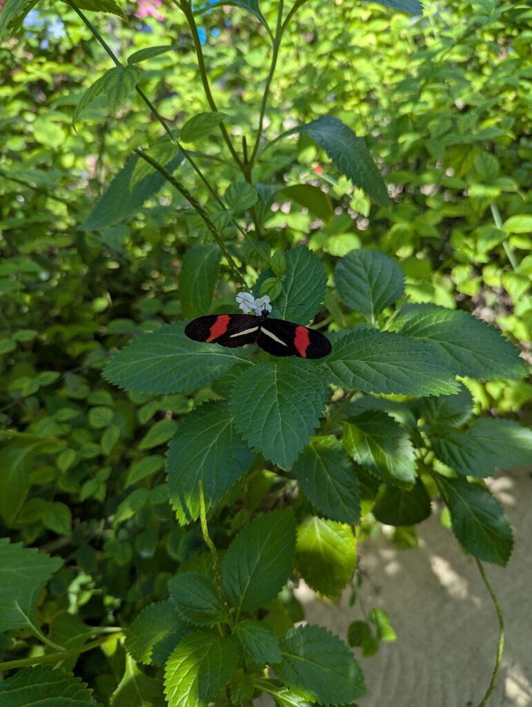 Butterfly Farm in Aruba