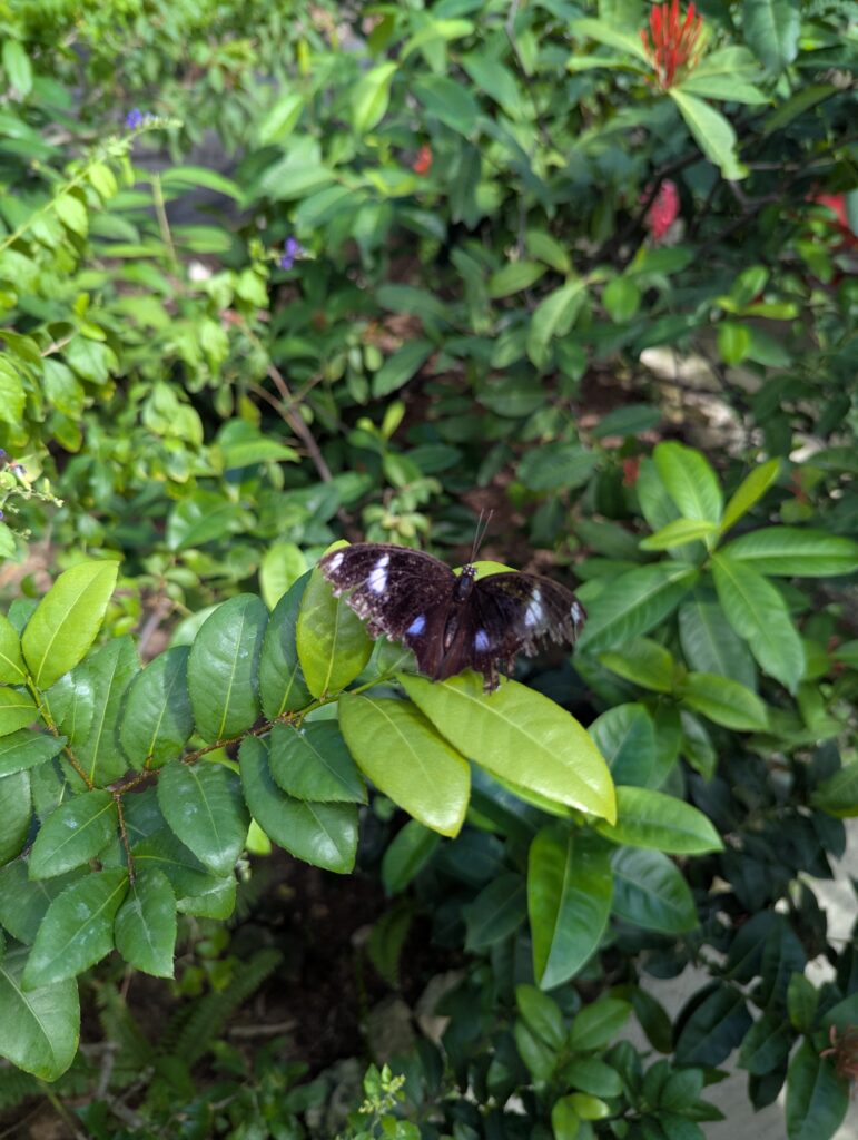 Butterfly Farm in Aruba