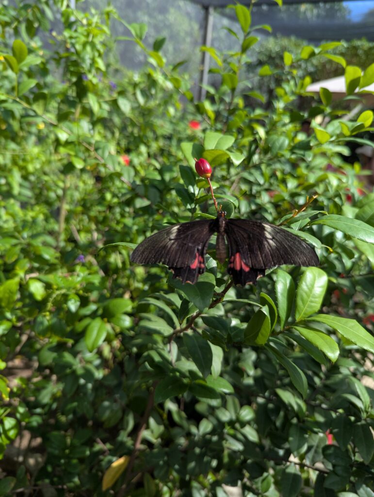 Butterfly Farm in Aruba