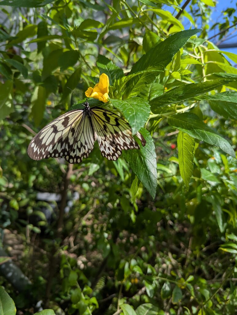 Butterfly Farm in Aruba