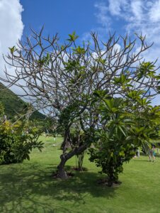 Half dead Plumeria tree at Fairview Great House & Botanical Gardens