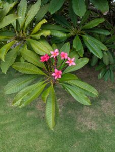 Plumeria at Fairview Great House and Botanical Gardens