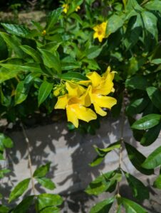 Allamanda (not hibiscus or poinciana)