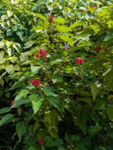 Grounds at Romney Manor