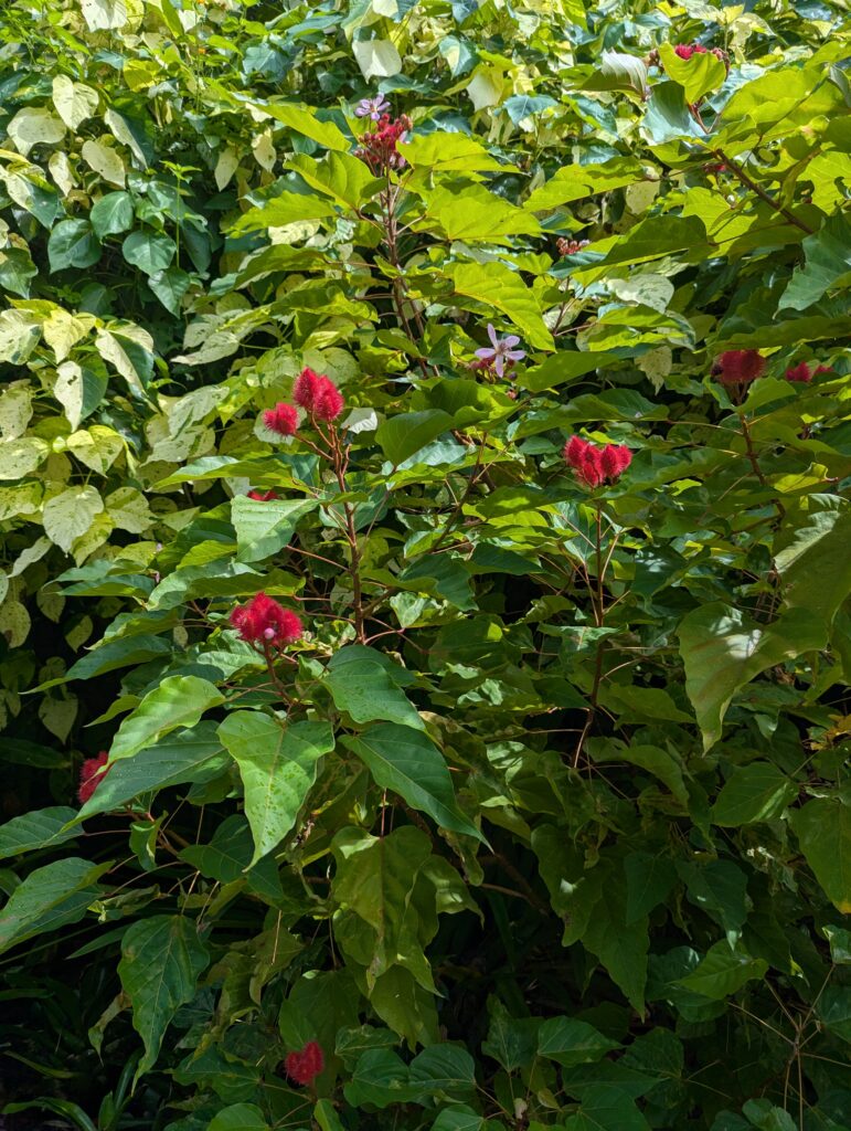 Grounds at Romney Manor