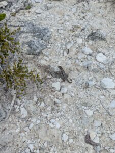 Curly Tailed Lizard in Disney's Lookout Cay at Lighthouse Pointe