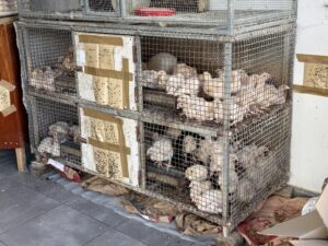 Fort-de-France, Martinique