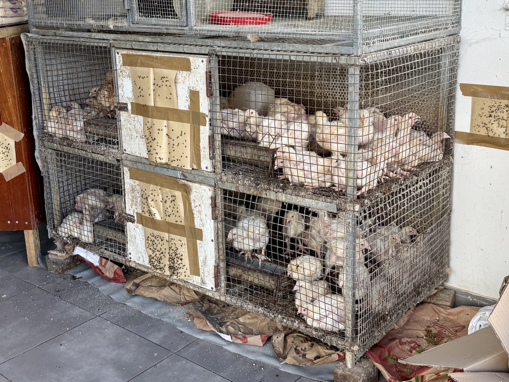 Fort-de-France, Martinique