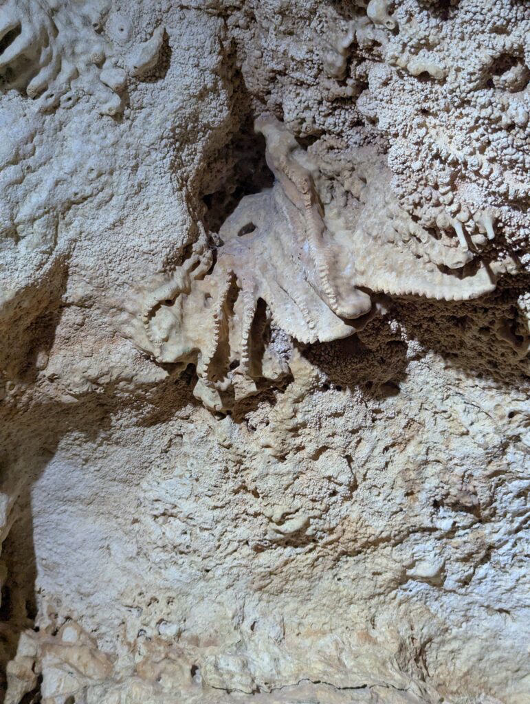 Cayman Crystal Caves