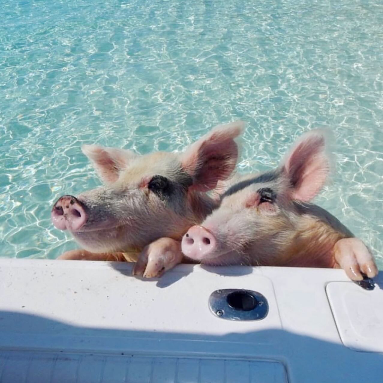 Swimming pigs