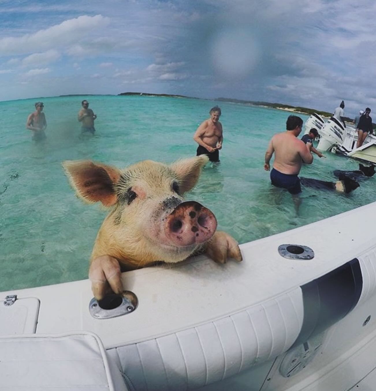 Swimming pigs