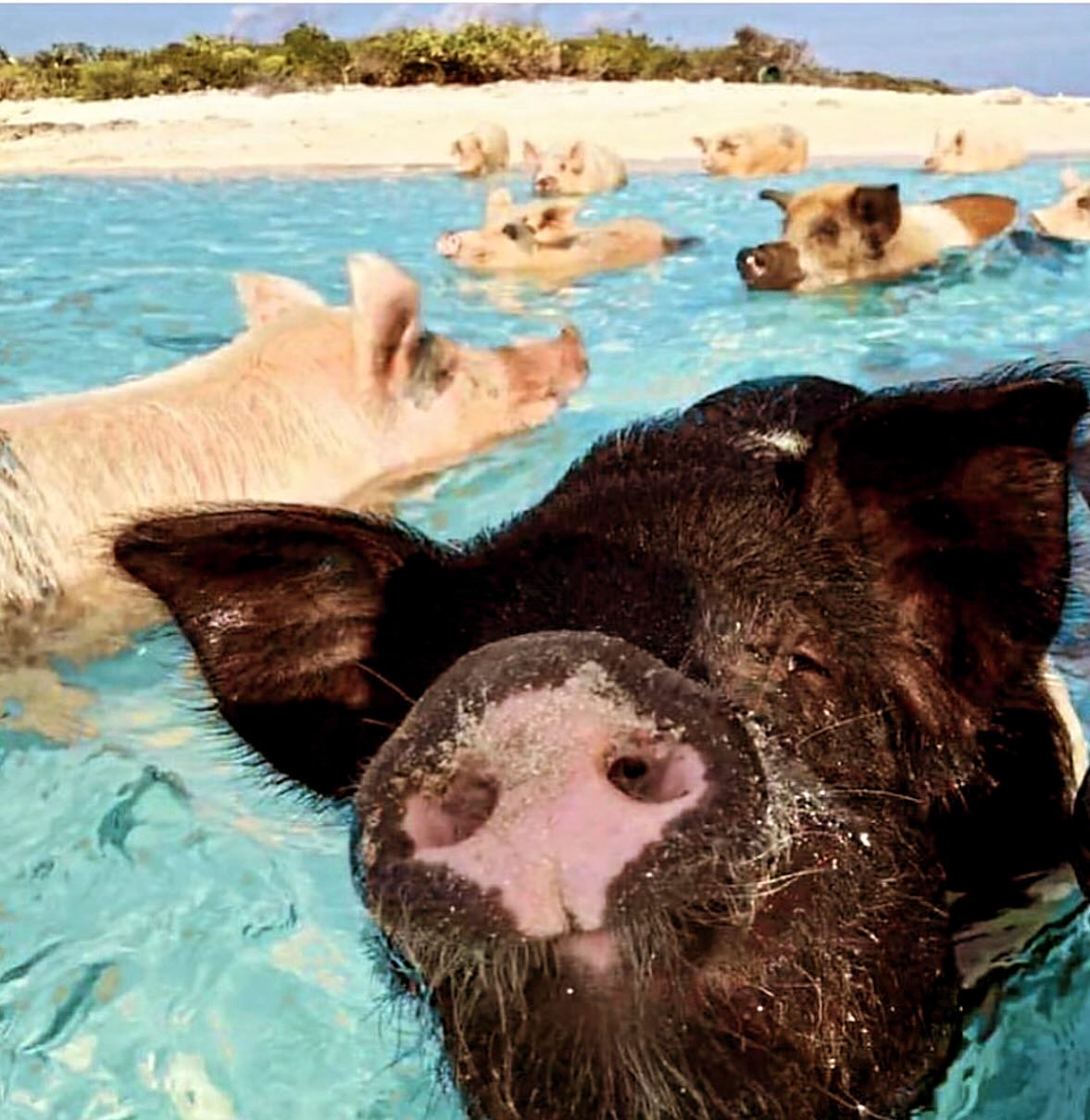 Swimming pigs