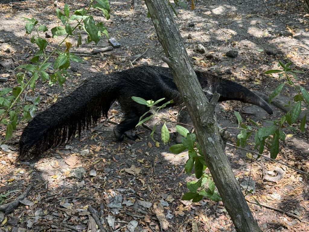 Port Oasis at Cartagena, Columbia cruise port