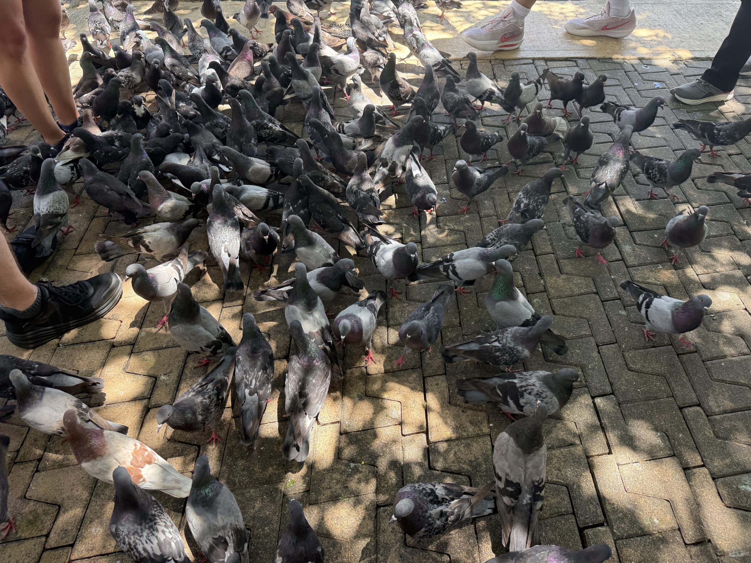 Parque de las Palomas in San Juan