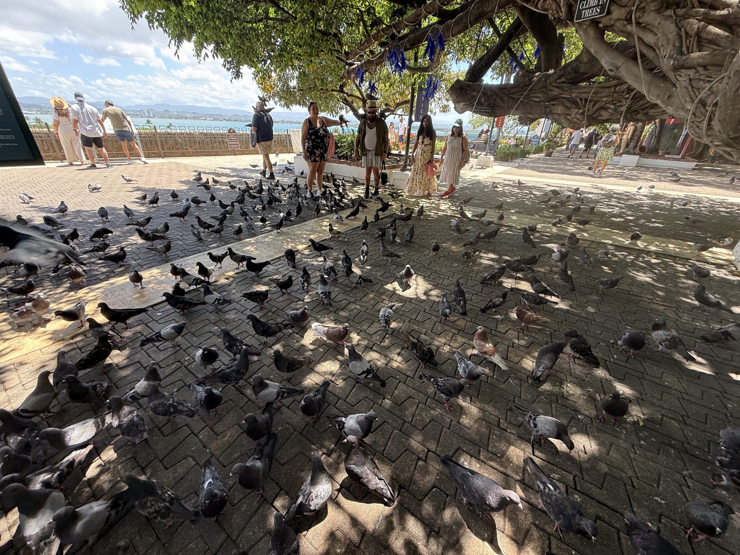 Parque de las Palomas in San Juan