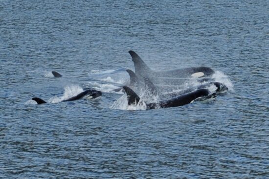 Whales in Alaska