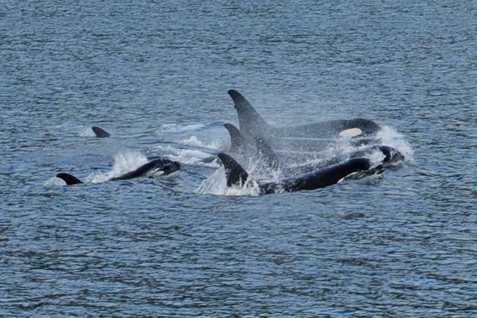 Whales in Alaska