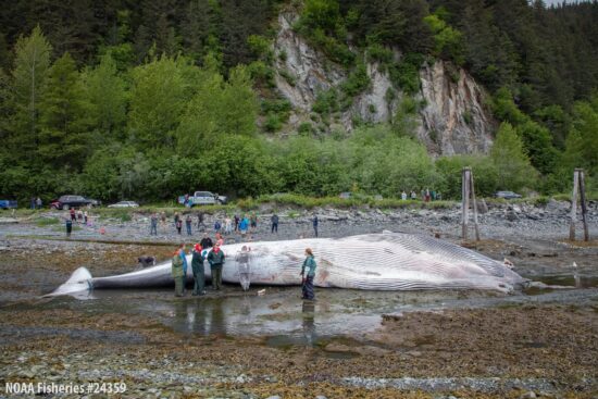 Alaska SeaLife Center staff perform a necropsy on a deceased fin whale in Seward, Alaska on June 20, 2026. Credit: Alaska SeaLife Center/Kaiti Grant, NOAA Fisheries Permit #24359