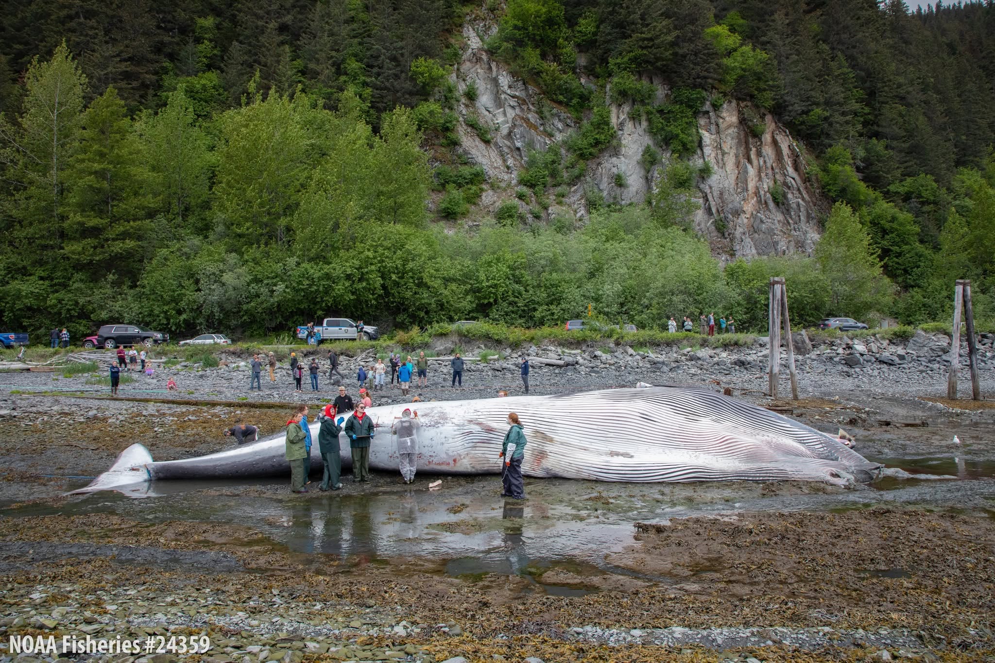 Alaska SeaLife Center staff perform a necropsy on a deceased fin whale in Seward, Alaska on June 20, 2026. Credit: Alaska SeaLife Center/Kaiti Grant, NOAA Fisheries Permit #24359
